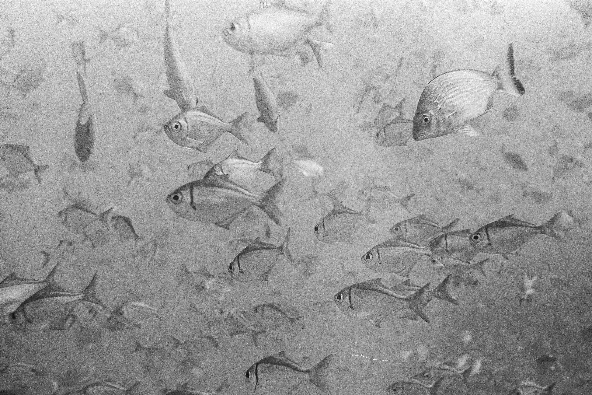 Schooling