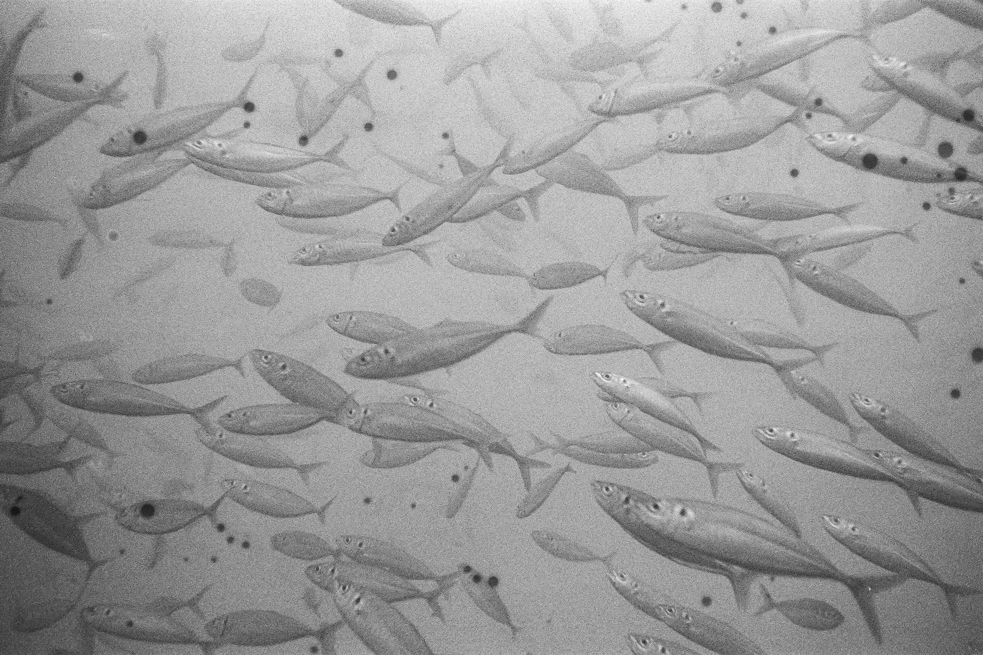 Schooling Yellowtail