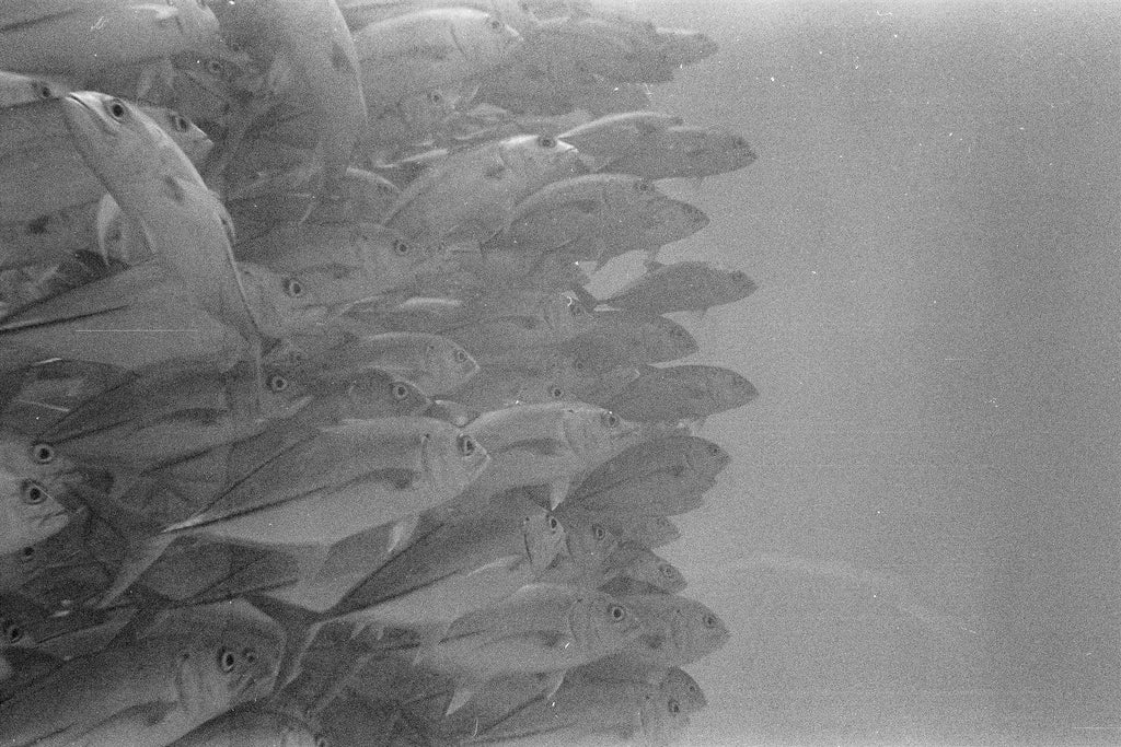 Trevally Scrum