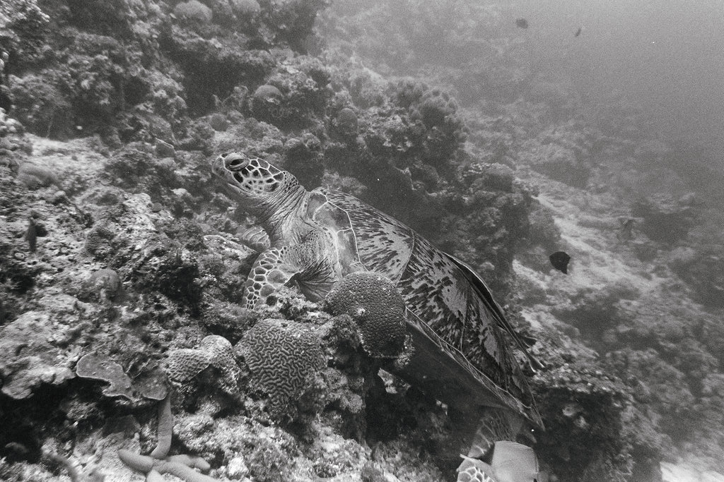 Restful Turtle