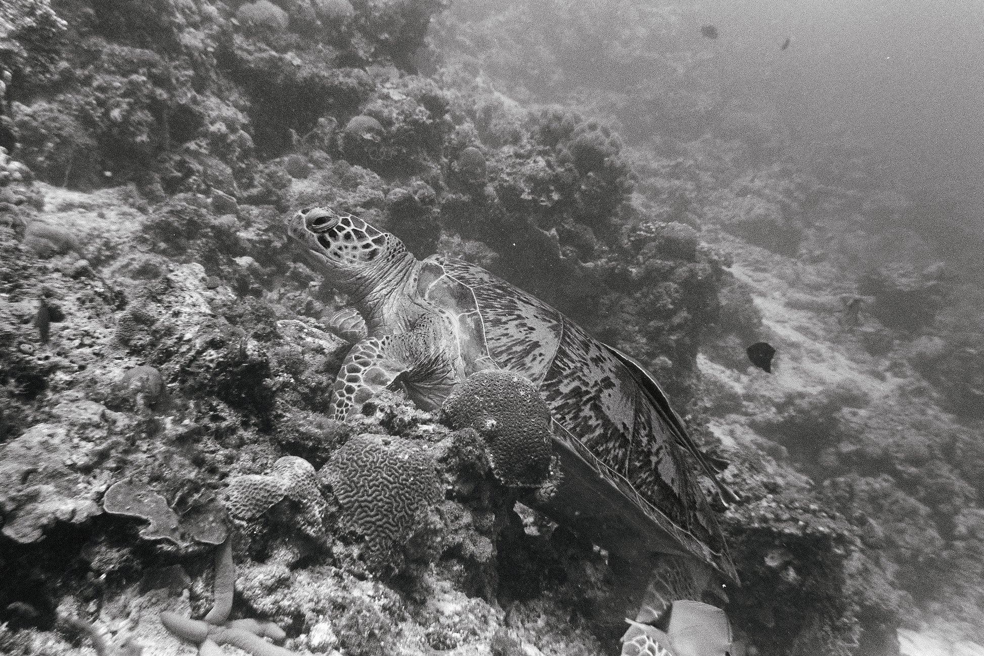 Restful Turtle