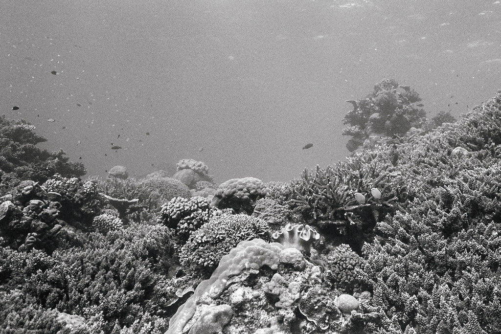 Reefscape