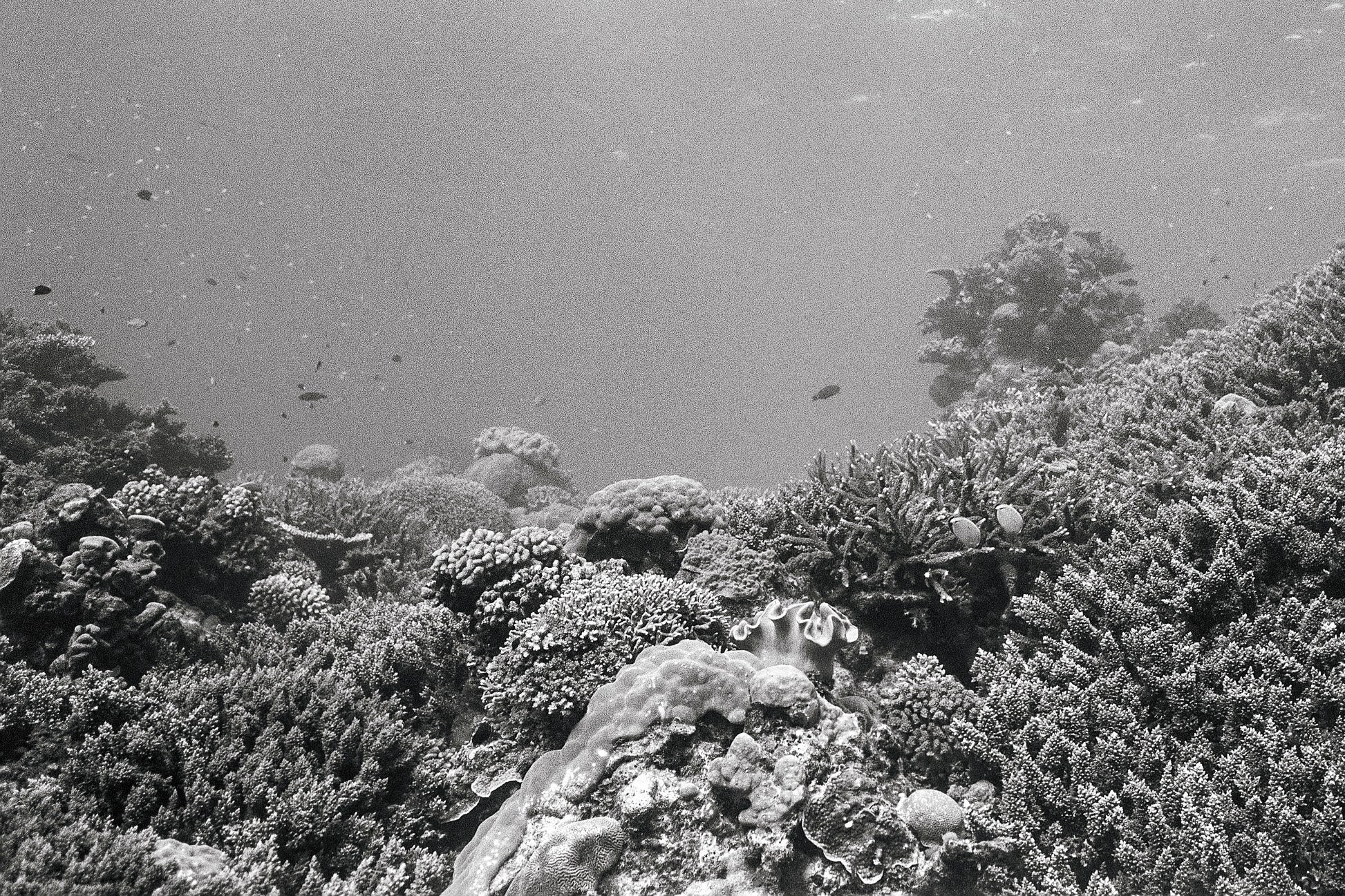 Reefscape
