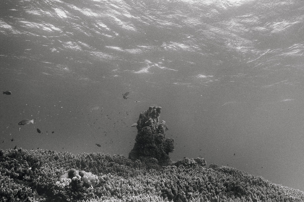 Reefscape (Two)
