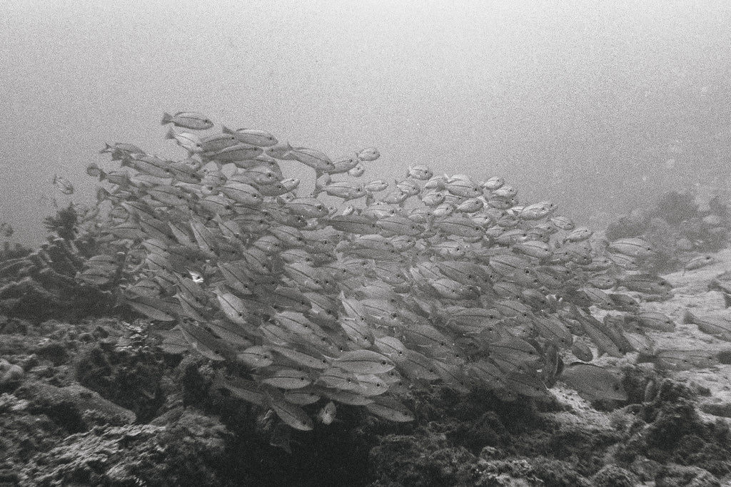 Schooling Bream