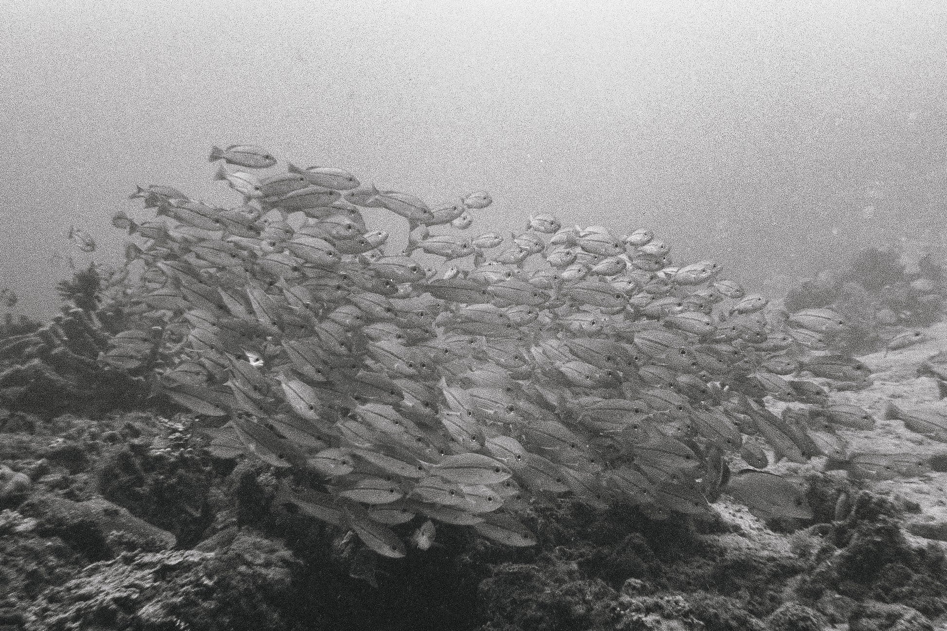 Schooling Bream