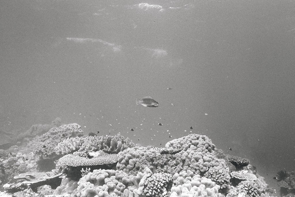 Reefscape (three)