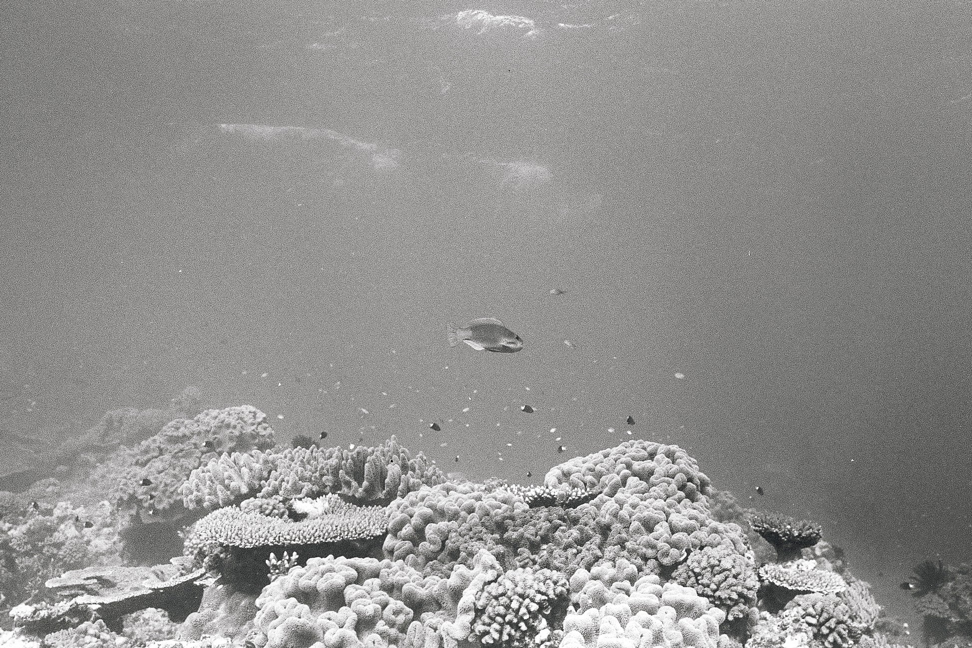 Reefscape (three)