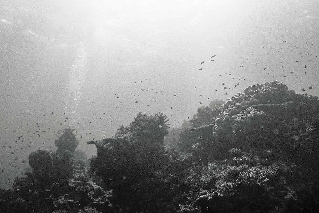 Reefscape (four)