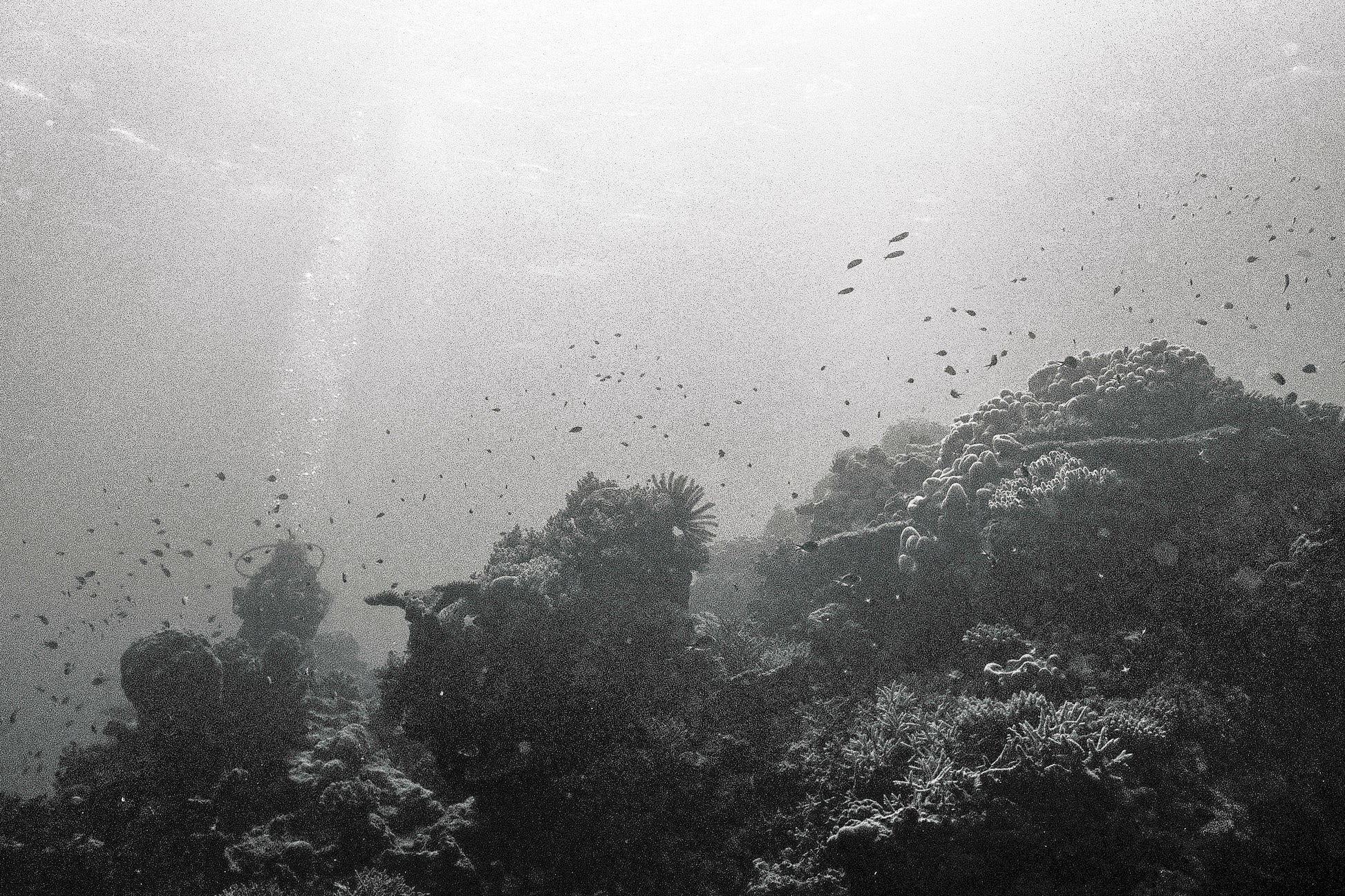 Reefscape (four)
