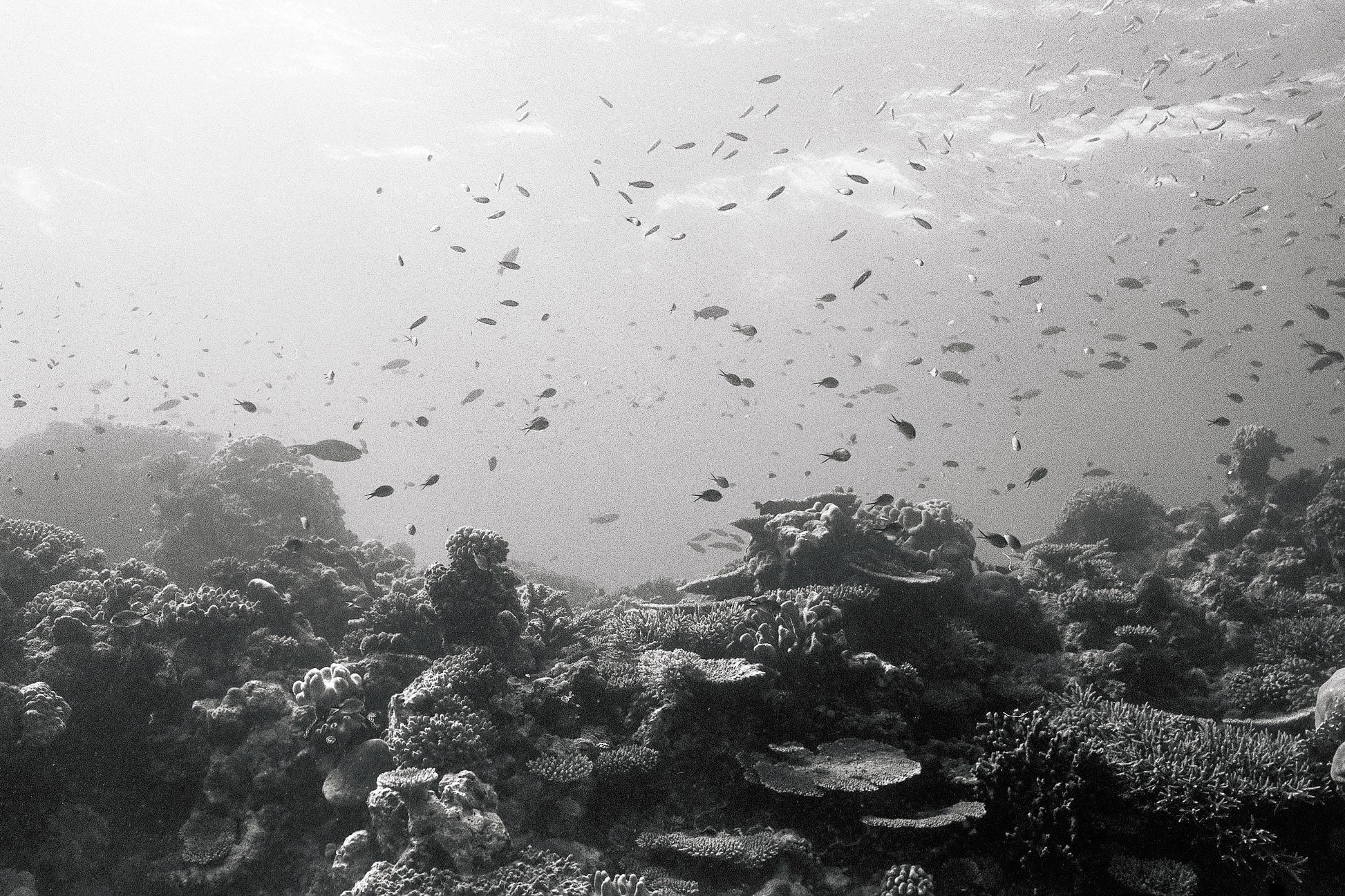 Reef City