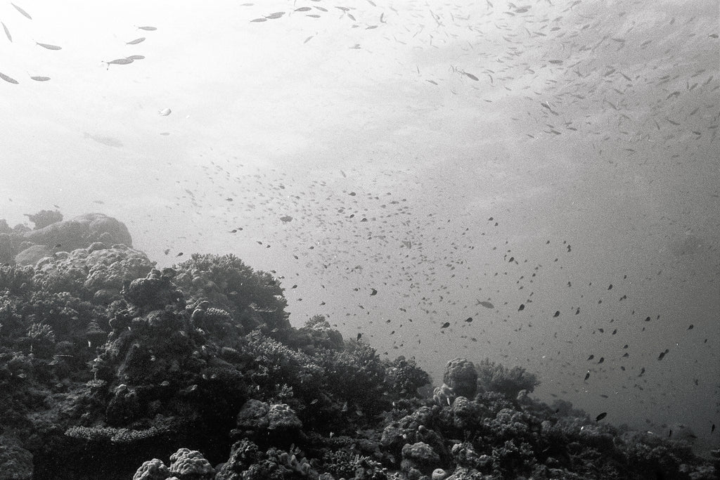 Reefscape (five)