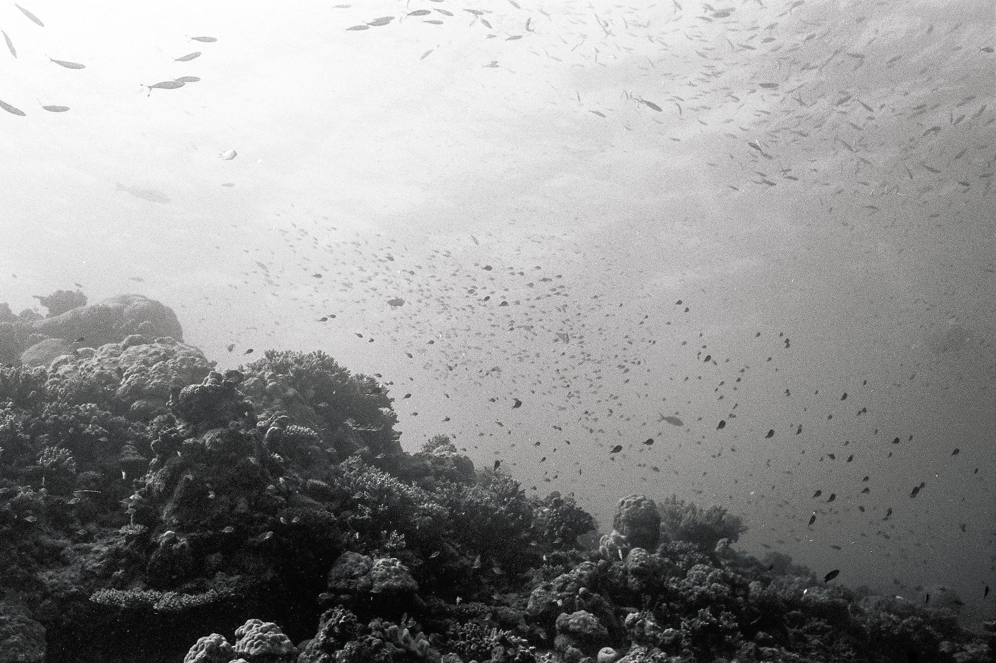 Reefscape (five)