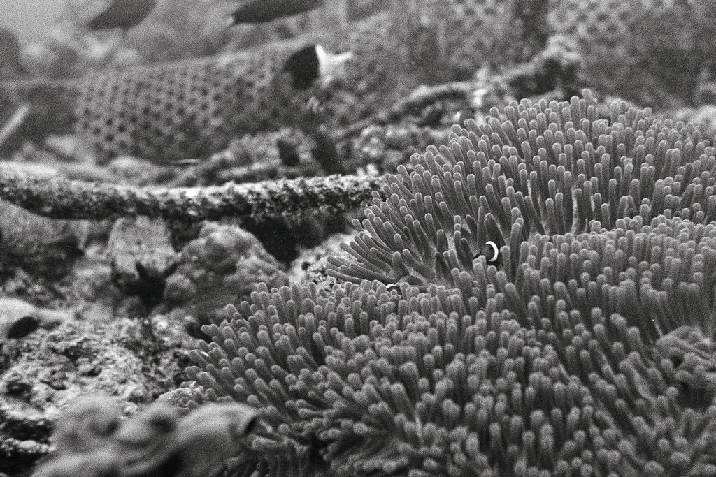 Nemo