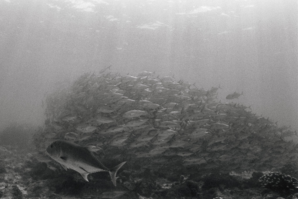 Trevally Swarm