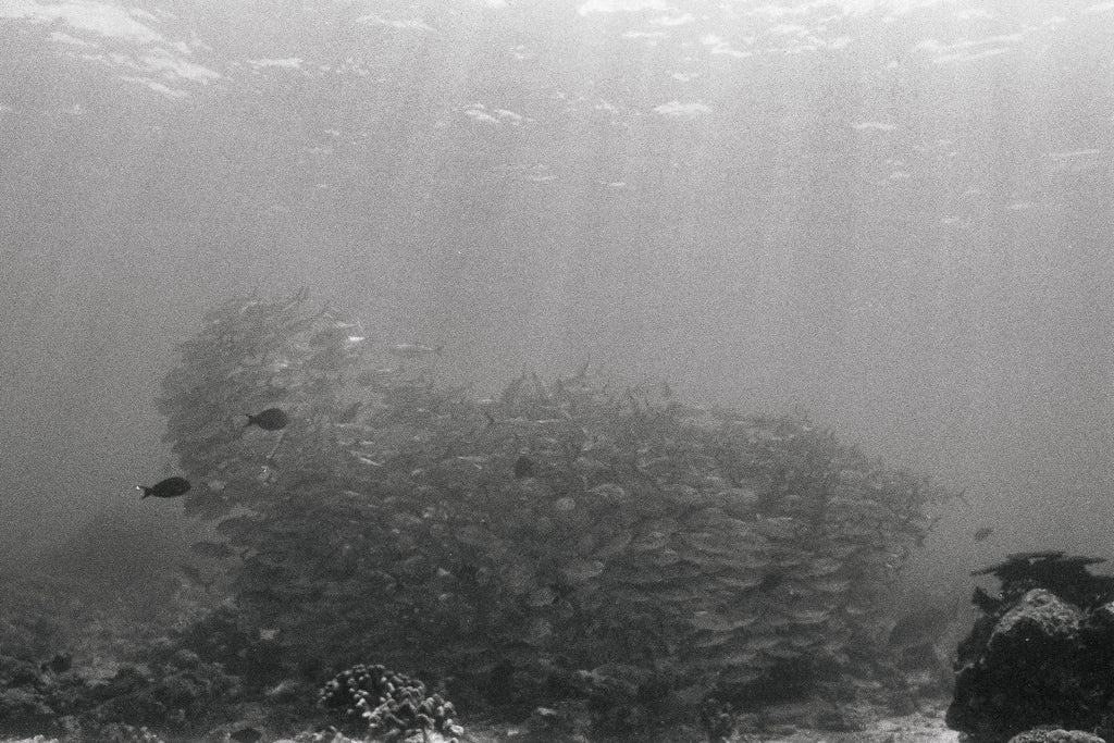 Trevally Tornado