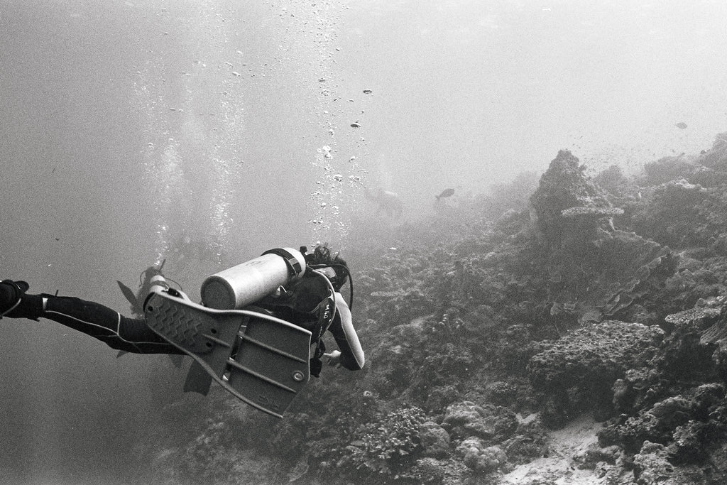 Turtle Chasing