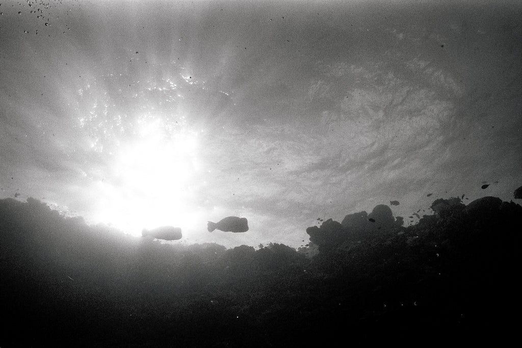 Bumphead Silhouettes