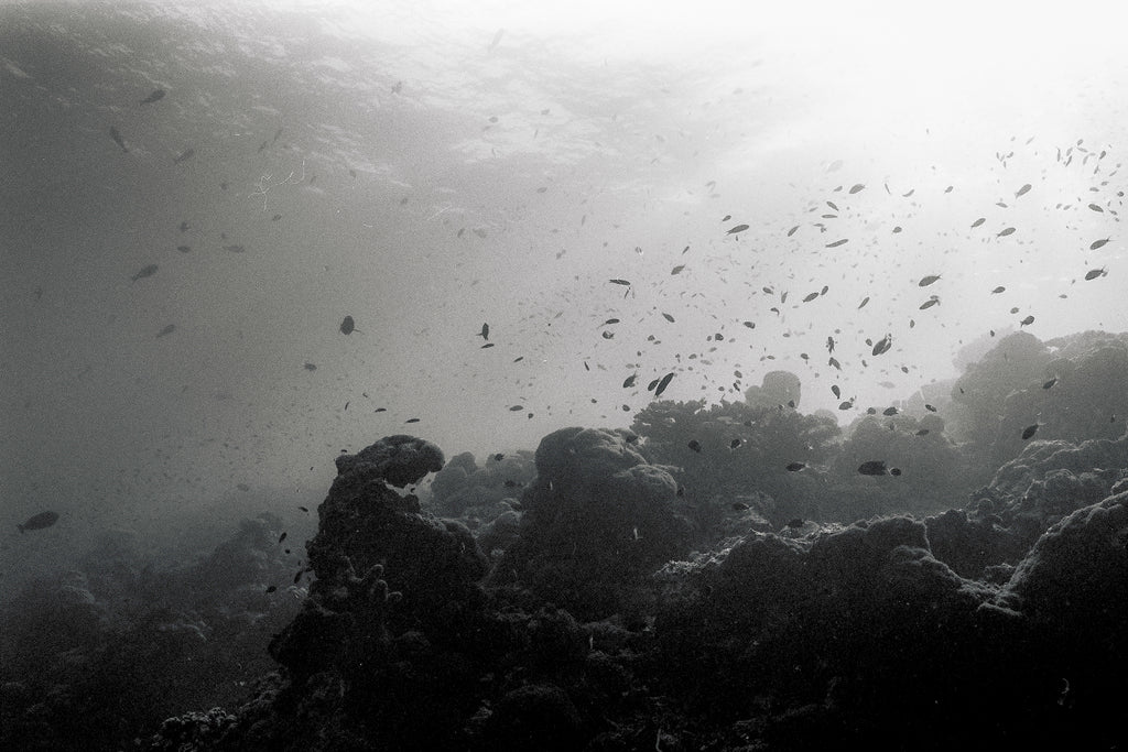 Reefscape (eight)