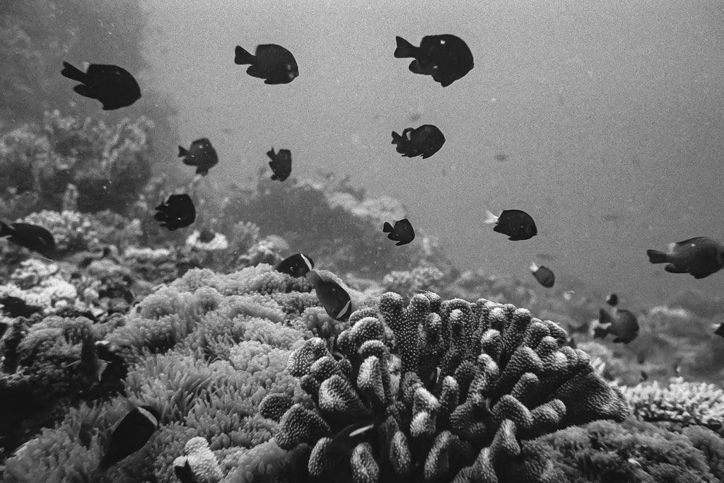 Coraltown