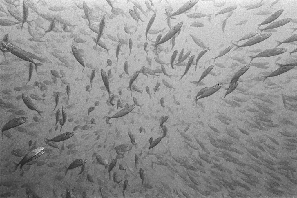 Yellowtails