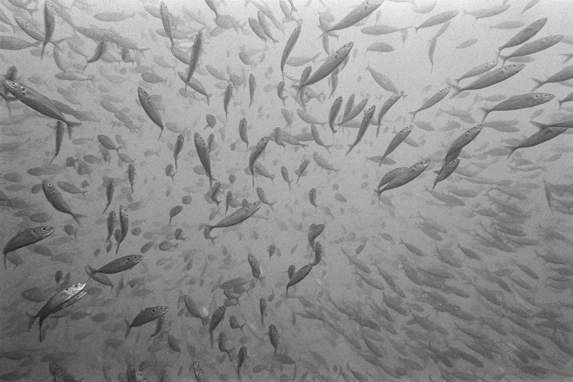 Yellowtails